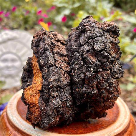 Chaga