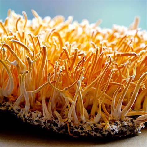 Cordyceps