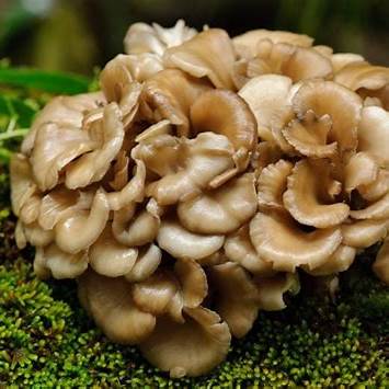 Maitake