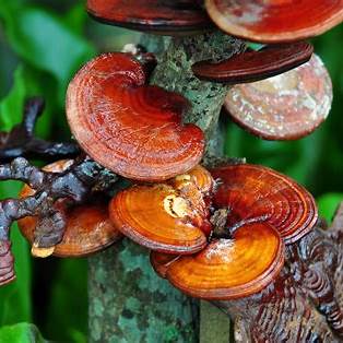 Reishi